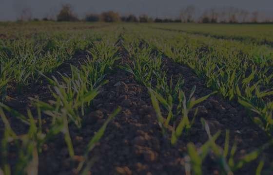 Rows of young crops in a field